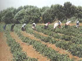 Tarım işçilerin şartları düzeliyor