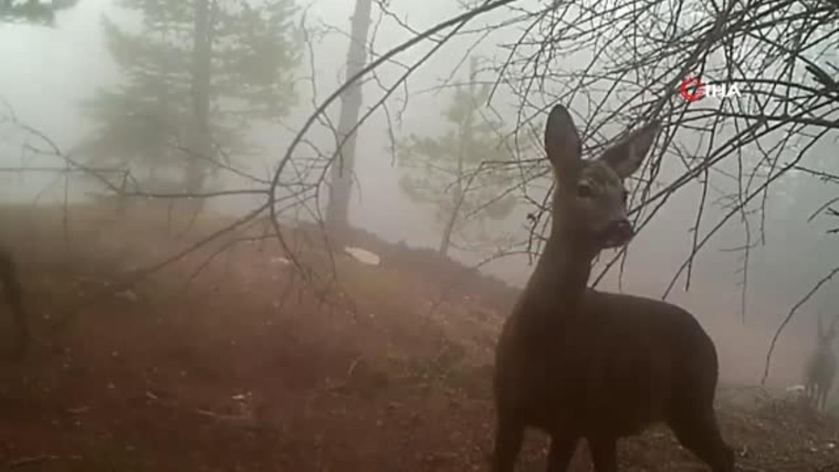 Samsun’da yaban hayatı fotokapana yakalandı