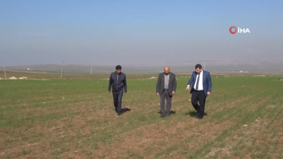 Son yağışlar çiftçiyi umutlandırdı, hububat fiyatlarında düşüş bekleniyor