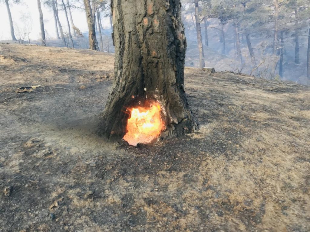 Son dakika haberi: Bayramiç’teki orman yangını devam ediyor