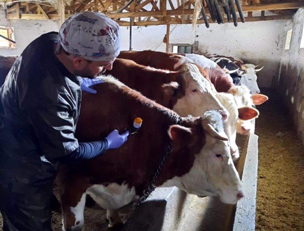 Yozgat’ta 150 bin büyükbaş hayvana şap aşısı yapılıyor