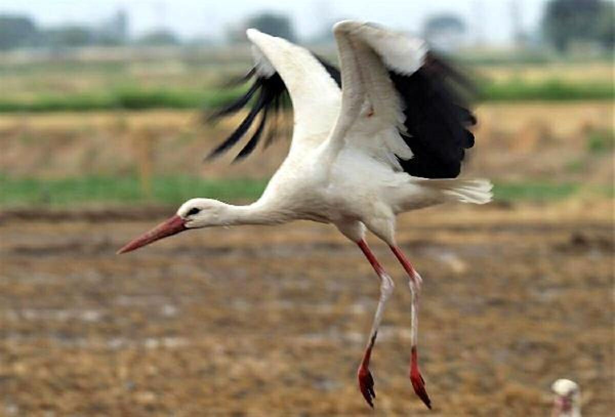 Aydın’da leylek sayısında geçen yıla oranda 39 düşüş yaşandı