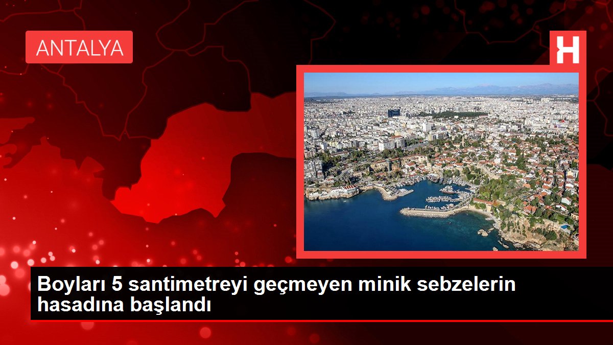 Boyları 5 santimetreyi geçmeyen minik sebzelerin hasadına başlandı