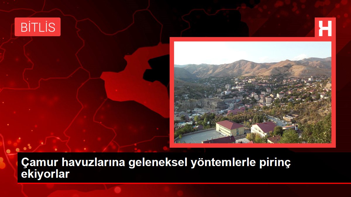 Çamur havuzlarına geleneksel yöntemlerle pirinç ekiyorlar