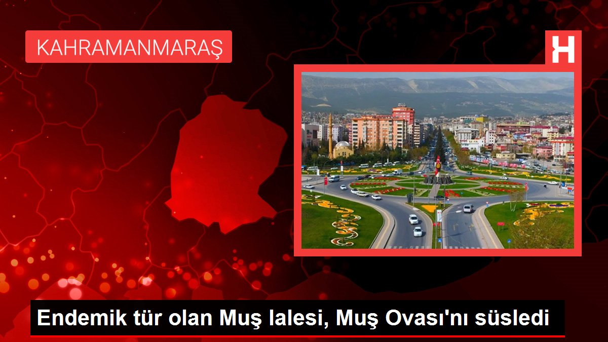 Endemik tür olan Muş lalesi, Muş Ovası’nı süsledi