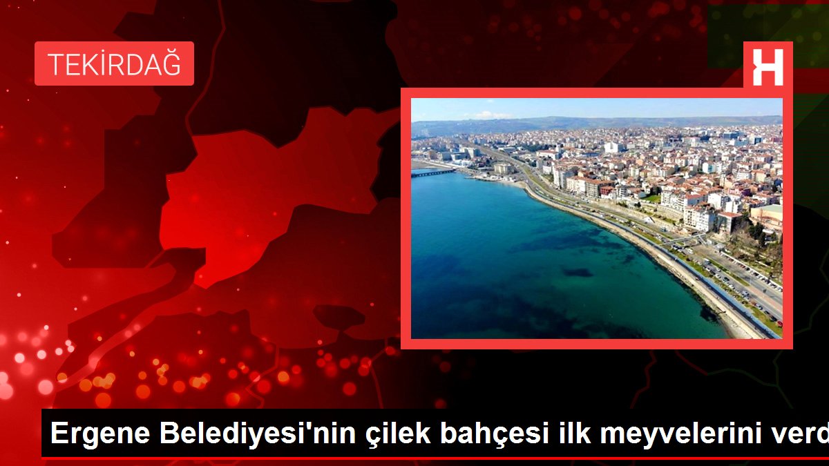 Ergene Belediyesi’nin çilek bahçesi ilk meyvelerini verdi