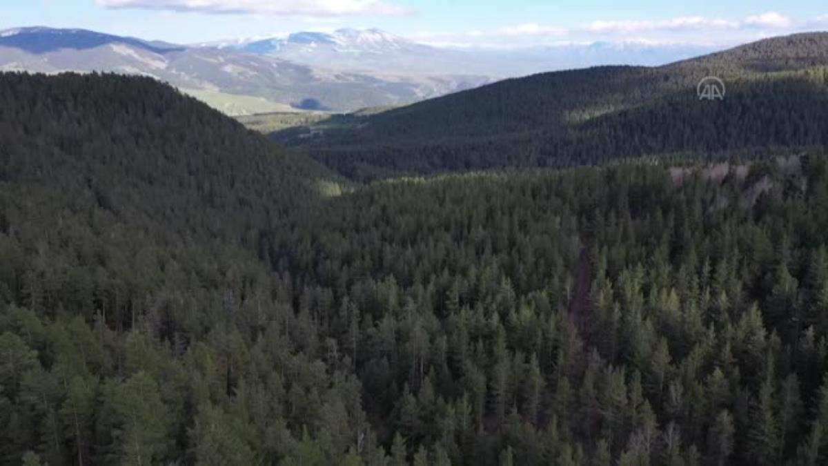 Gece avlanıp gündüz dinlenen vaşak “Dorlion”, 11 ayda 1400 kilometre yürüdü