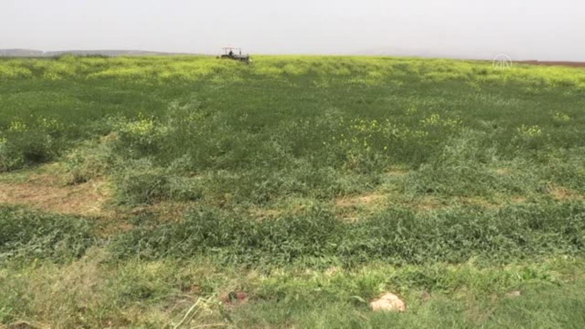 Hasadına başlanan fiğ, verimiyle çiftçinin yüzünü güldürdü