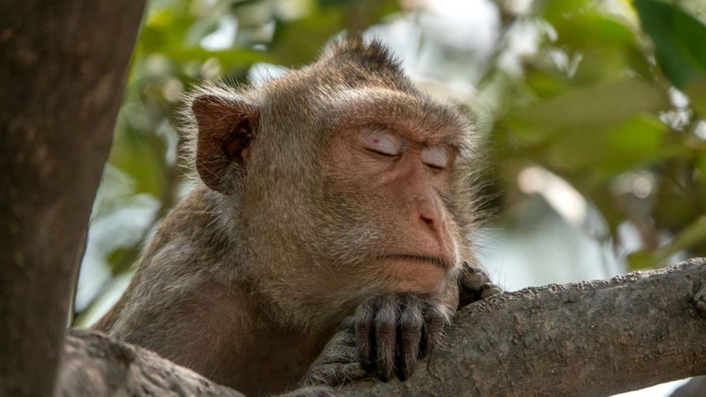 İnsanlar neden diğer primatlara göre daha az uyuyor?