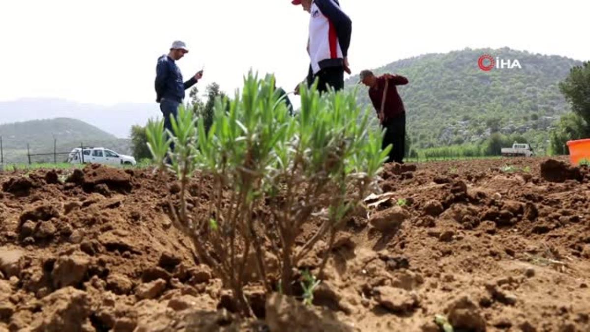 Kadınlar dikiyor, Anadolu lavanta kokuyor
