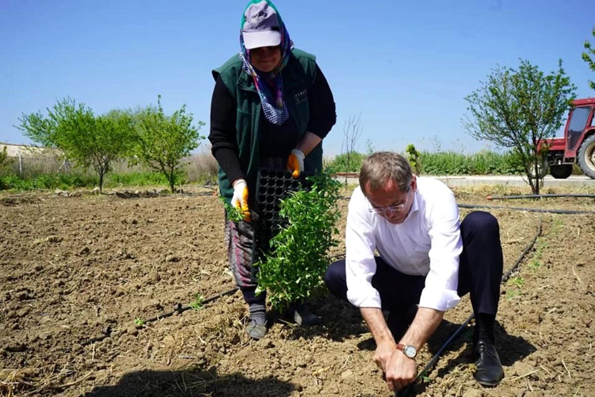 Kadınların dikimini yaptığı organik ürünler Ayvalık’ta toprak ile buluştu