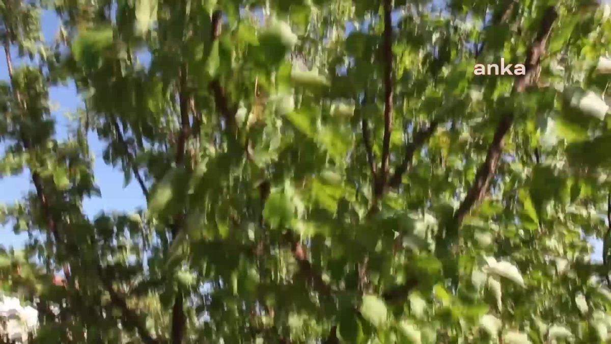 Kayısı Üreticisi Mehmet Yıldırım: “Bir Tek Kayısıdan Gelecek Paraya Bakıyoruz. O da Yoktur, Ne Yapacağız?”