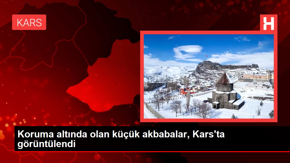 Koruma altında olan küçük akbabalar, Kars’ta görüntülendi