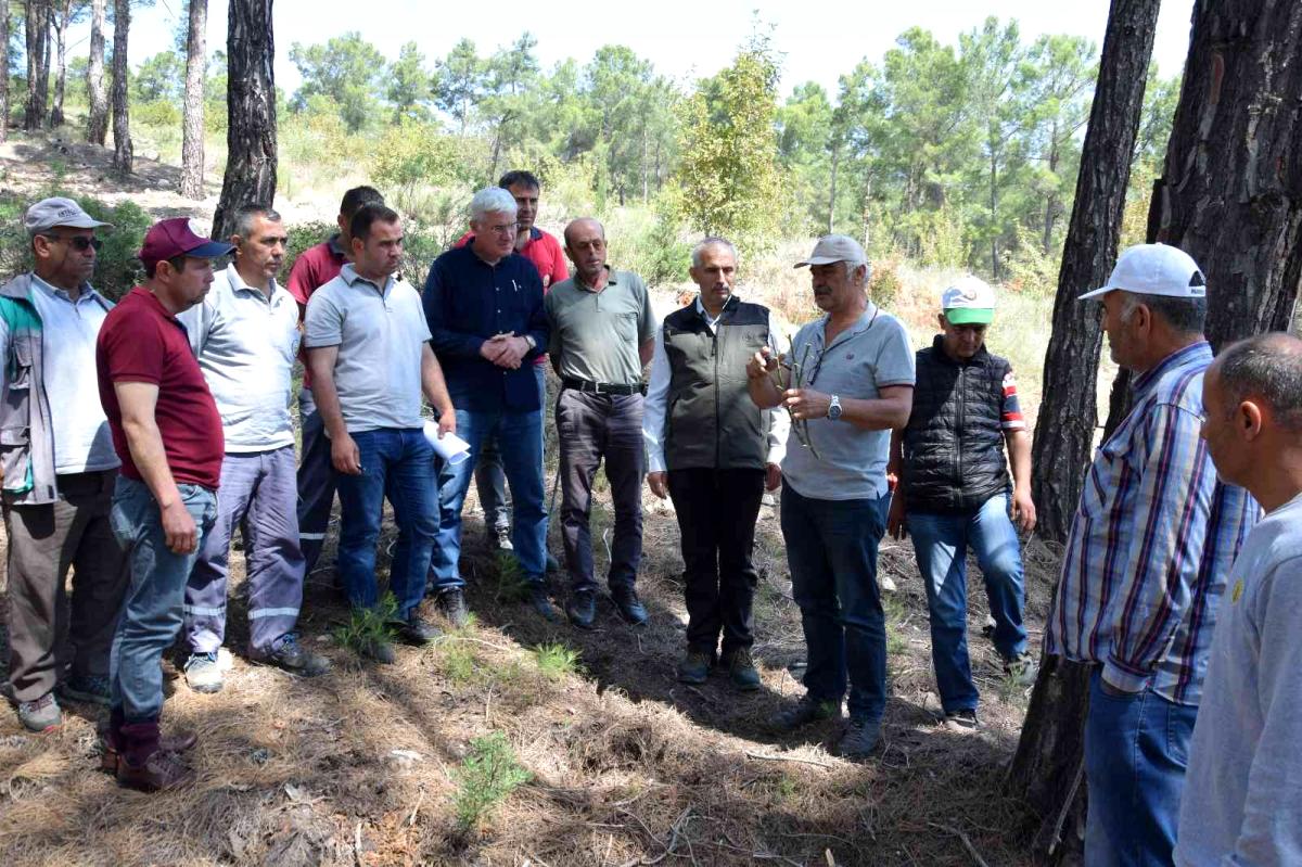 Kumluca’da köylülere gelir getirecek ormanlar oluşturuluyor