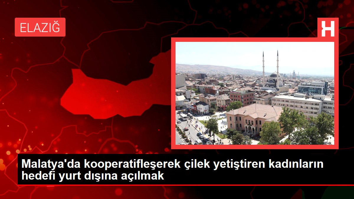 Malatya’da kooperatifleşerek çilek yetiştiren kadınların hedefi yurt dışına açılmak
