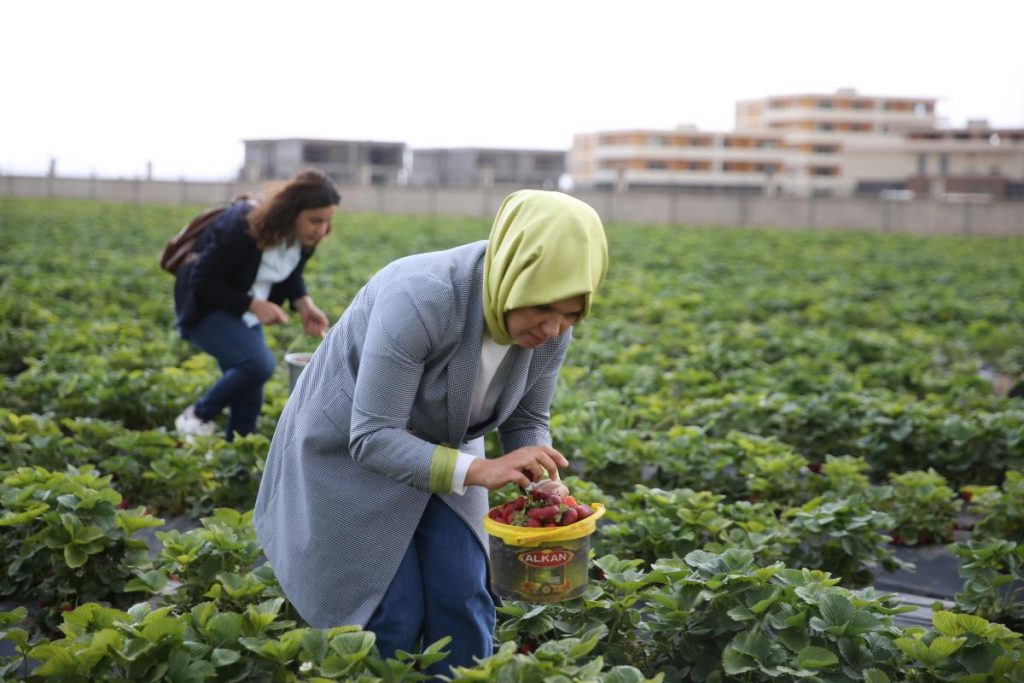 Mardin’de kooperatif kuran kadınlar günlük 800 kilogram çilek hasat ediyor