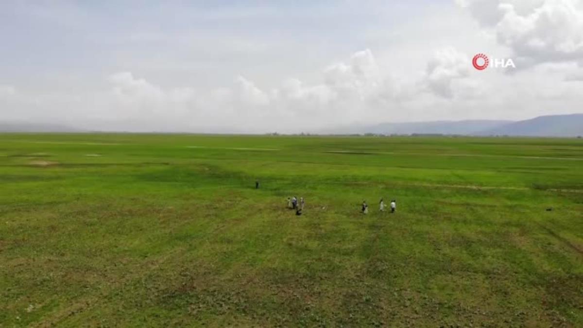 Muş Ovası lalelerle kırmızıya boyandı