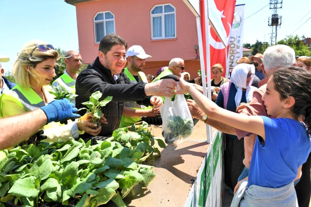 Ordu’da üreticilere 200 bin adet fide desteği