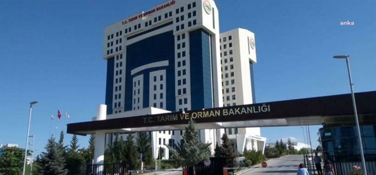 Tarım ve Orman Bakanlığı, İmalatçılara Şeker İthalatı Yetkisi Vermek İçin Çalışma Başlattığını Açıkladı