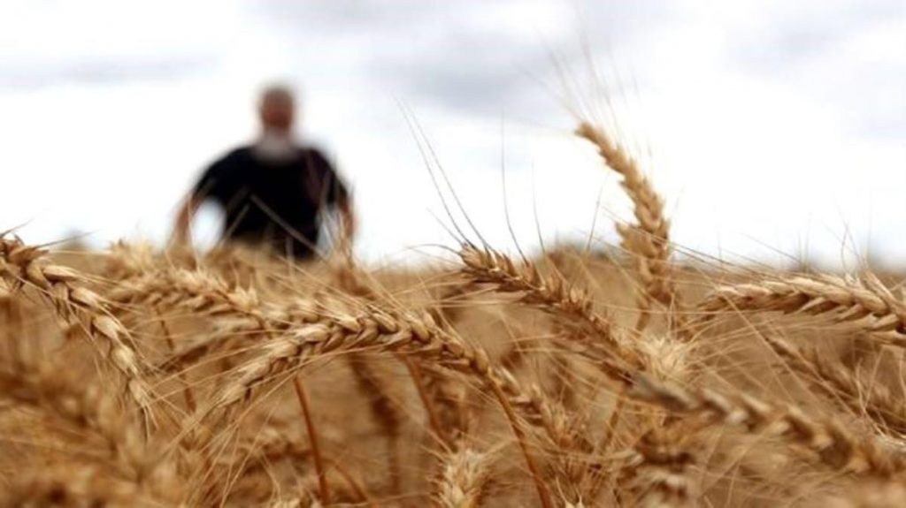 Türkiye buğday ithal ediyor mu? Türkiye buğday ithalatı yapıyor mu? Türkiye’nin buğday ithalatı detayları!