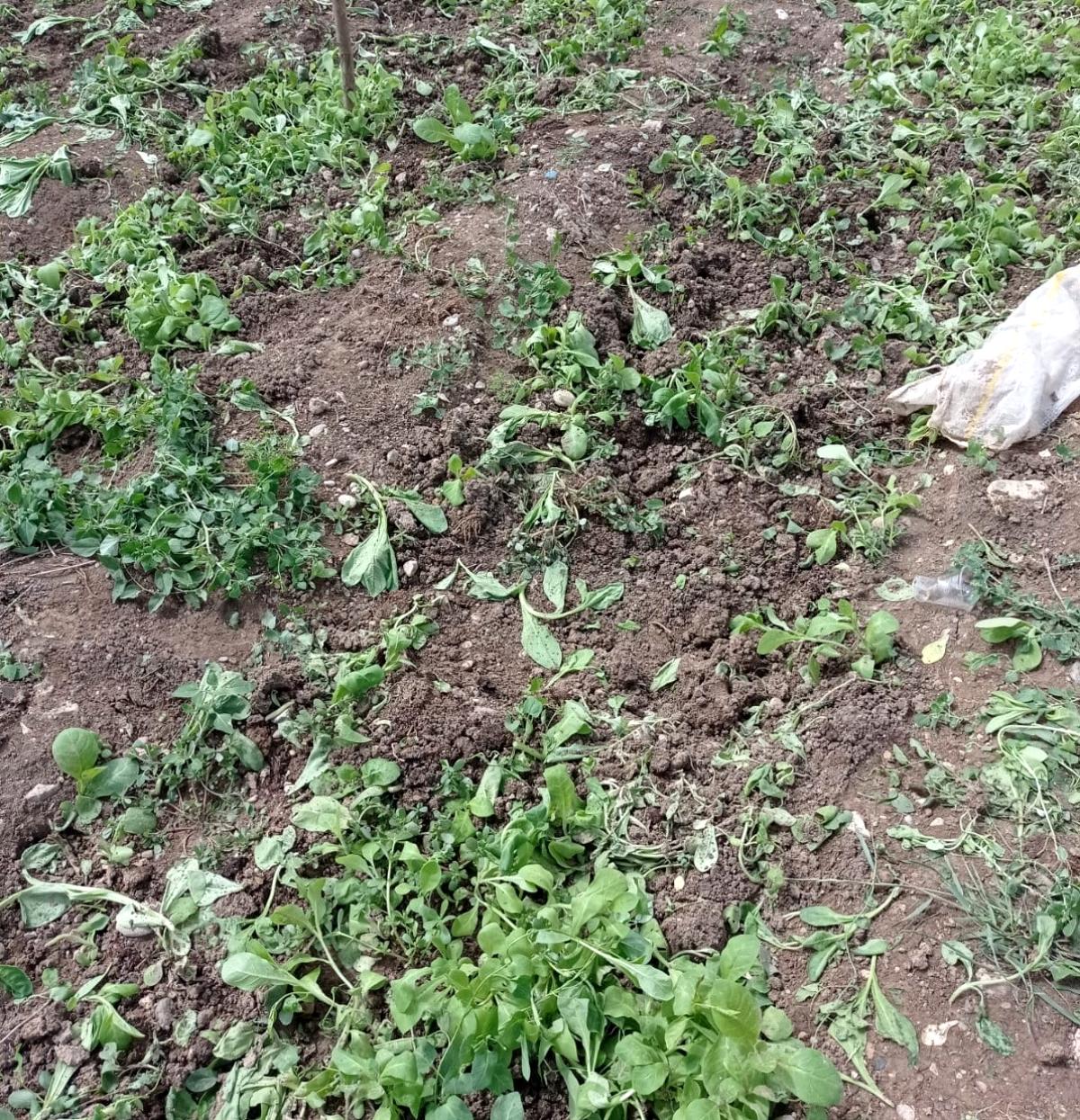 Yaban domuzları ekinlere zarar verdi