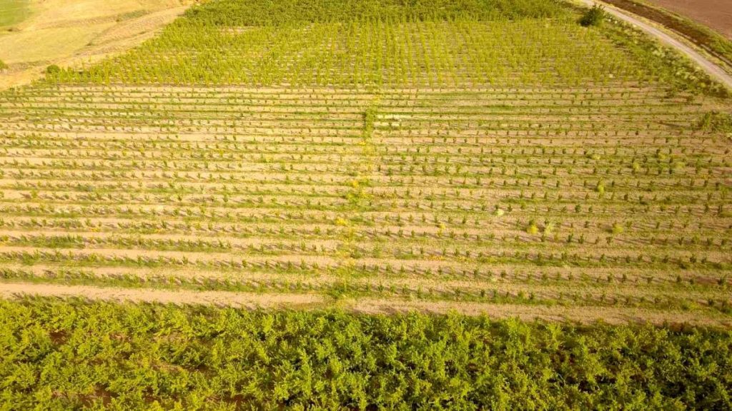 Ahlat’ta 29 çiftçi için yüzde 50 hibe destekli elma bahçesi kuruldu