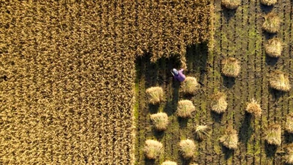 Çin’de 2021’de Kişi Başına Düşen Tahıl Üretimi 483 Kilogram Oldu