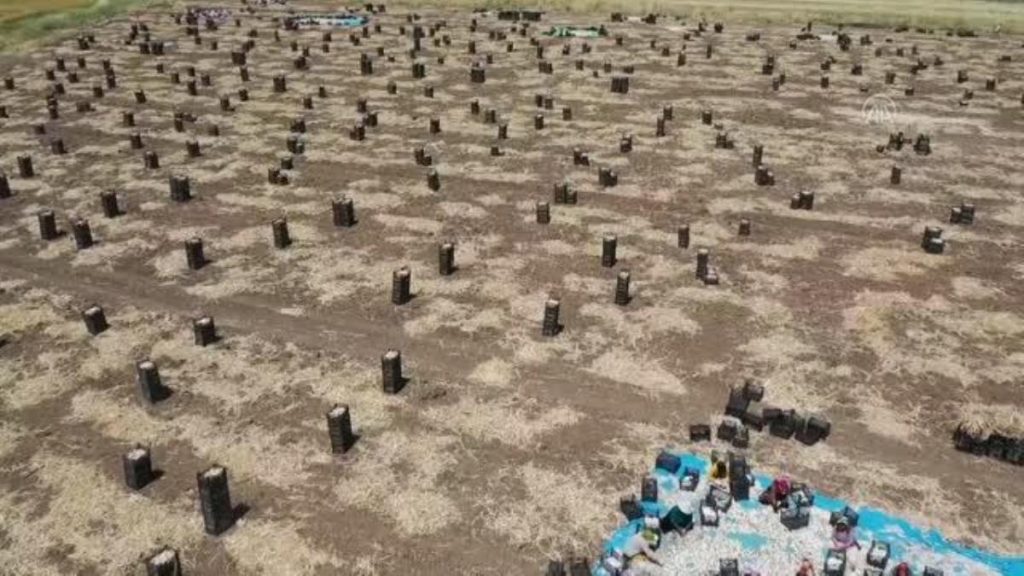 KAHRAMANMARAŞ – Markalaşma çalışmaları süren Beşçeşme sarımsağında 15 bin ton rekolte bekleniyor