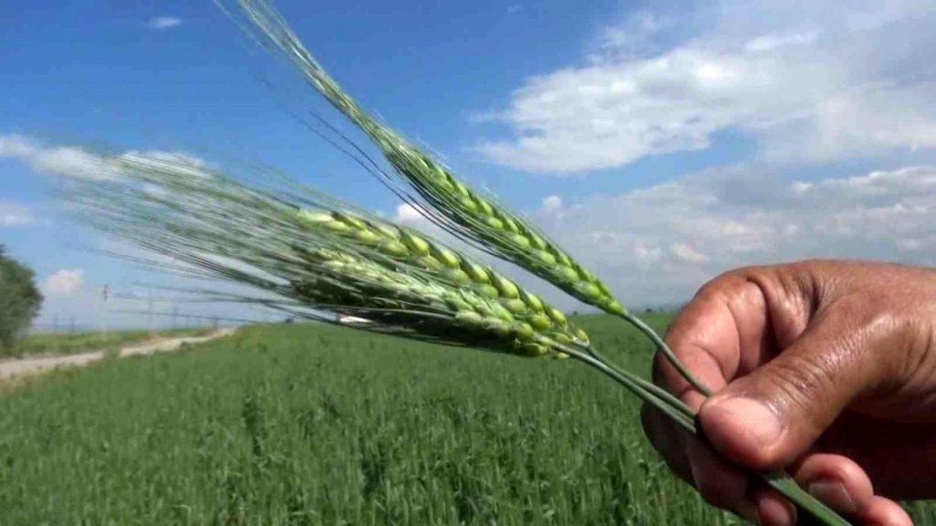 Muş’ta çiftçiler arpa ve buğday veriminde yüzde 75 artış bekliyor