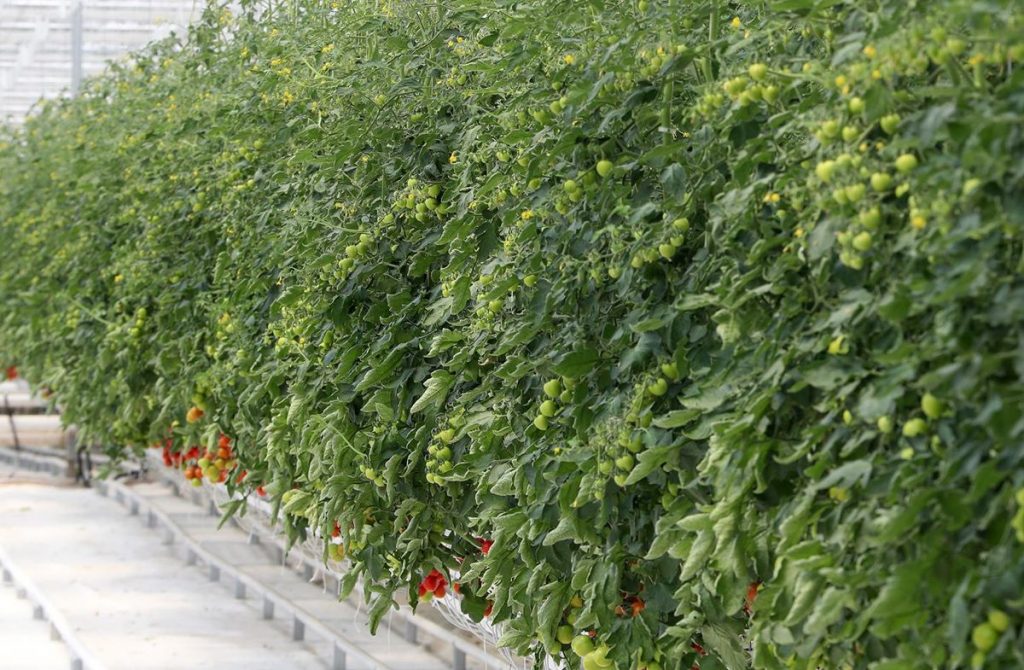 Sakarya’da topraksız tarımla üretilen domateslerin ilk hasadı yapılacak