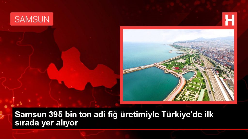 Samsun 395 bin ton adi fiğ üretimiyle Türkiye’de ilk sırada yer alıyor