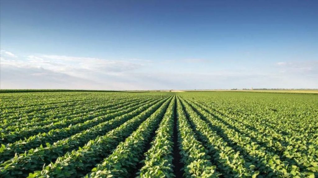 İntansif tarım nedir? İntansif tarım yöntemi nasıl uygulanır? İntansif tarımın avantajları nelerdir?