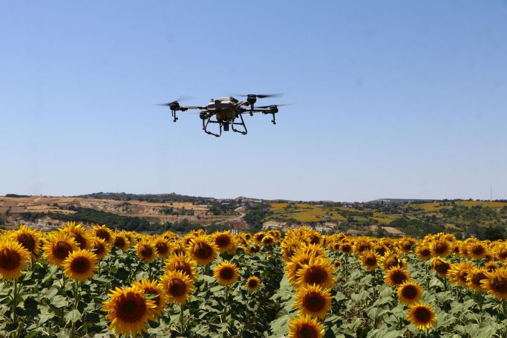 Tekirdağ’da ayçiçeği tarlalarında “çayır tırtılına” karşı dron ile ilaçlama yapılıyor
