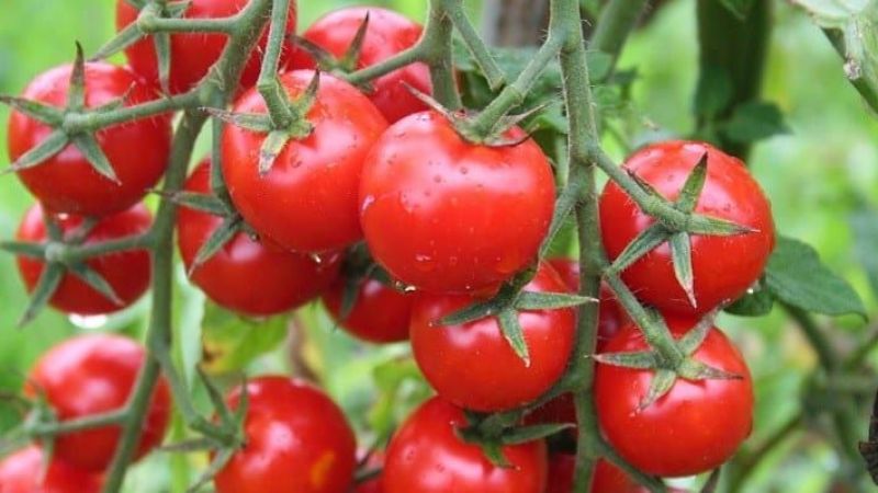 Sera-Bir Başkanı Müslüm Yanmaz’dan kritik domates açıklaması: 50-60 TL’yi aşabilir…