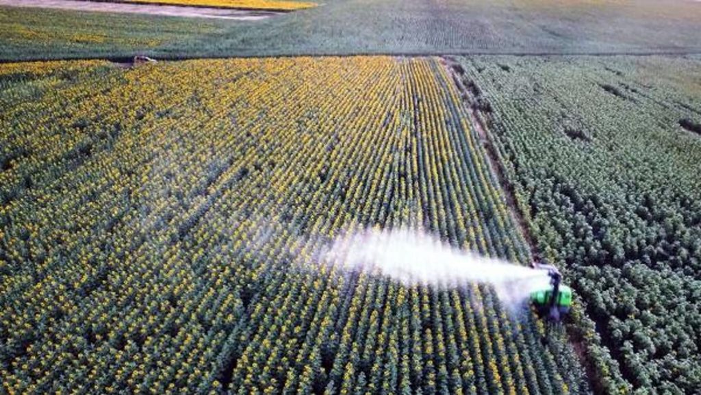 Edirne haberi: Edirne’de 100 bin dönüm ayçiçeği ekili alanda ‘çayır tırtılı’na karşı mücadele tamamlandı