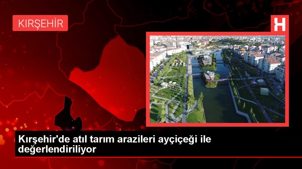 Kırşehir haberi: Kırşehir’de atıl tarım arazileri ayçiçeği ile değerlendiriliyor