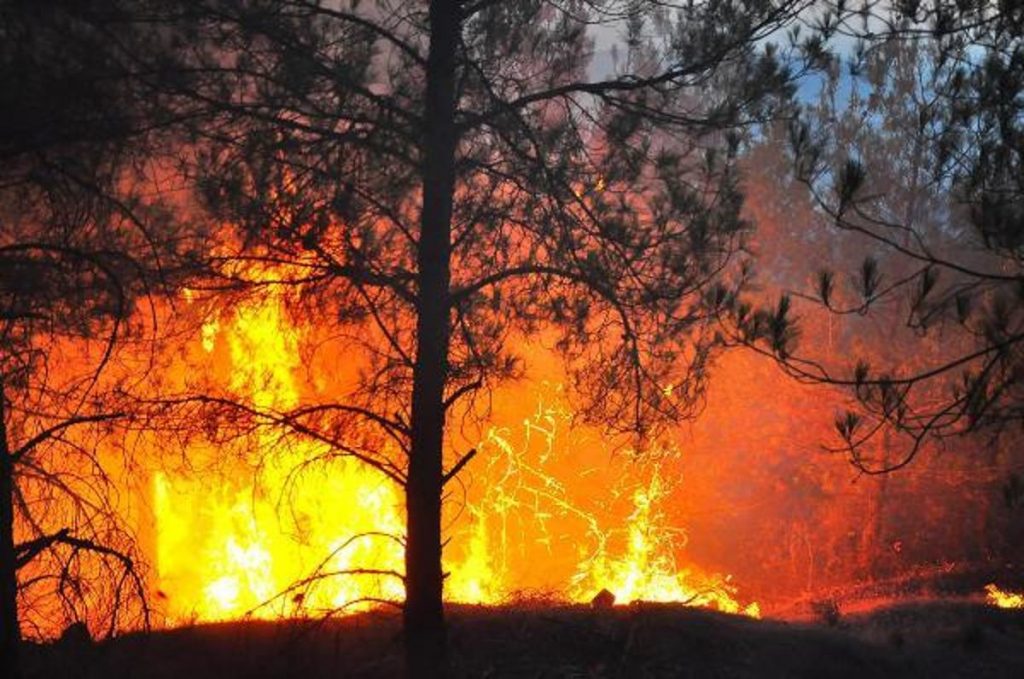 Manisa haberi | Manisa’da, 5 gün arayla 444 hektar alan yandı