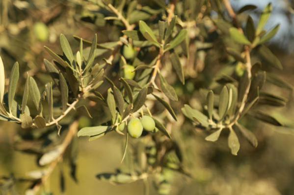 Sağlık sorununa yol açan zeytin karasuyu, katma değerli besin maddesine dönüşecek