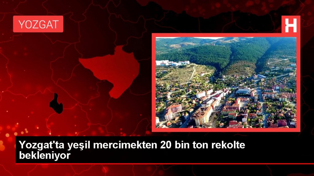 Yozgat gündem haberleri… Yozgat’ta yeşil mercimekten 20 bin ton rekolte bekleniyor