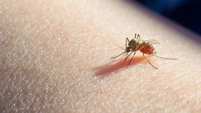 Sivrisinekler birçok hastalığı saçıyor! Peki coronavirusu?