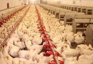 Kanatlı sektörü Temmuz’da yumurta üretimini artırdı. Tavuk etinde düşüş var!