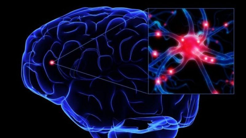 Beyin bozukluklarının incelenmesi için sıçanlara insan nöronları nakledildi