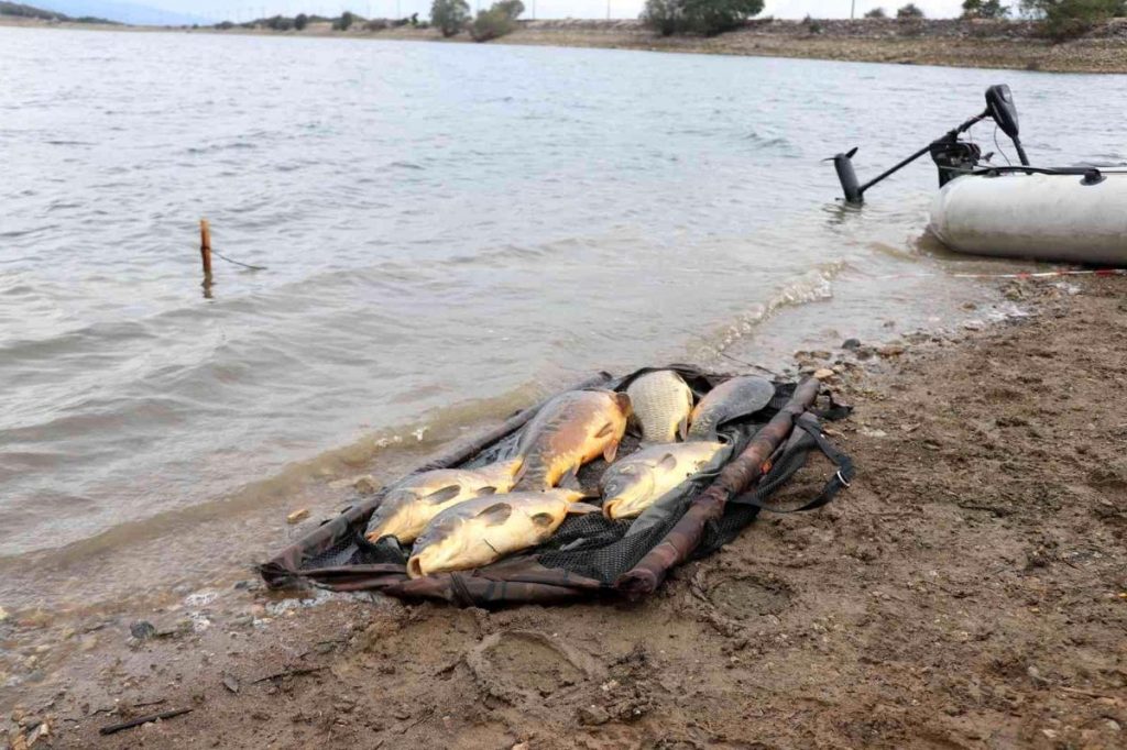 Bolu haberleri | Bolu’da kiloluk sazan balıkları kıyıya vurdu