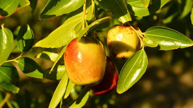 300 yıldır yetiştirilen ölümsüzlük meyvesi “Hünnap” yüz güldürdü