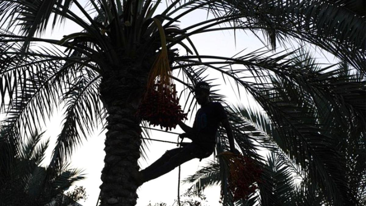 İklim Değişikliği, Gazze’de Hurma Hasadı Sezonunda Etkisini Hissettirdi