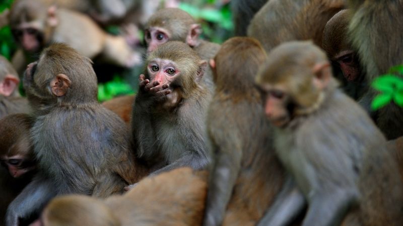 Uzmanlar uyardı: “Maymun ebolası insanlara sıçrayabilir!”