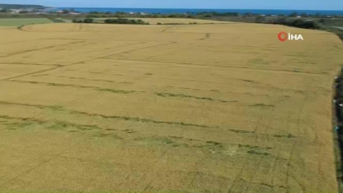 Sinop haberleri | Sinop’ta fırtına tarım arazilerine zarar verdi