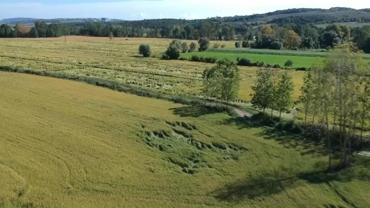 Sinop haberleri: Sinop’ta Yağış Nedeniyle 100 Dönümlük Tarım Arazisi Zarar Gördü