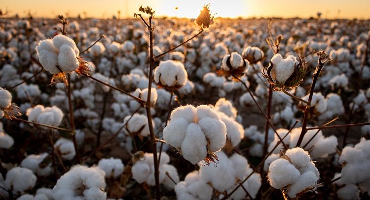 Tarım Bakanlığı, Pembekurt’a savaş açtı!