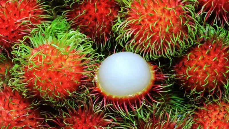 Meyvelerin kralı: Rambutan meyvesi nedir, neye iyi gelir?